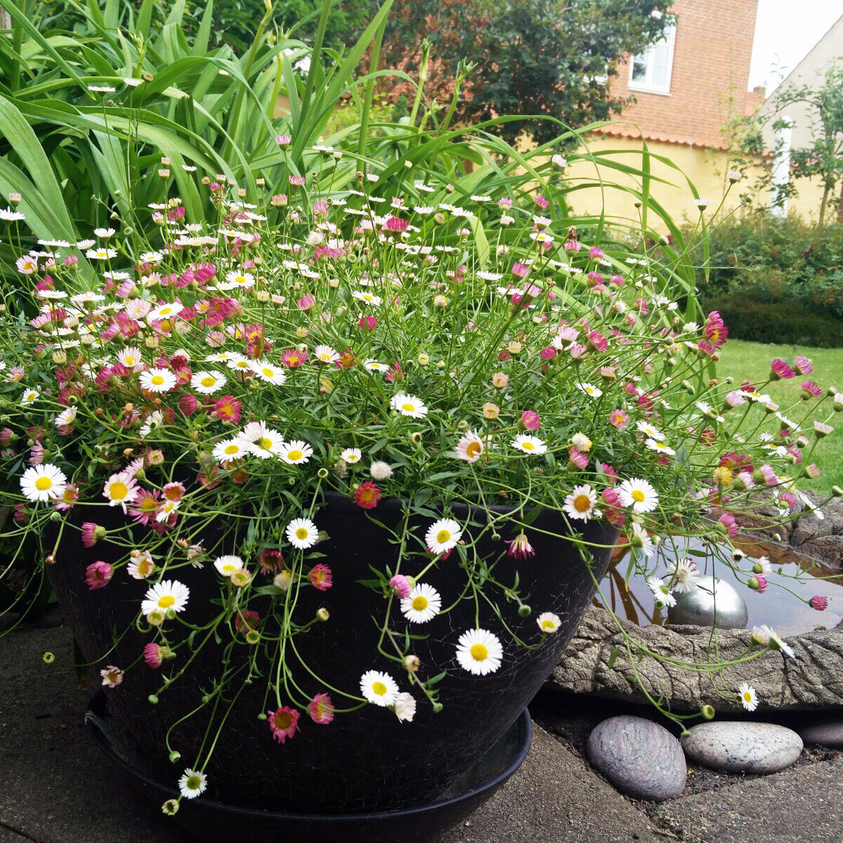 Sommerblomster og haverum