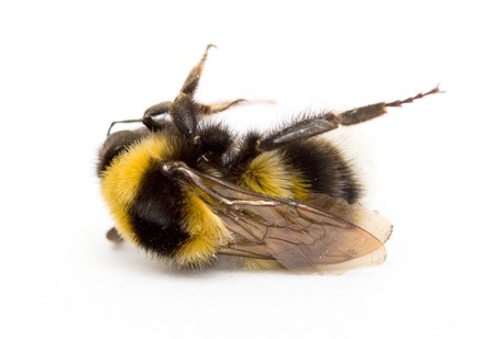 Giv insekterne en hjælpende hånd i din have.